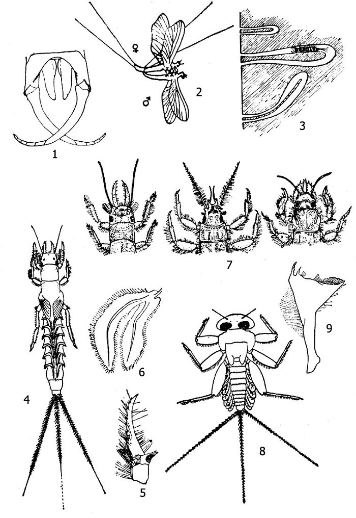 Имаго и личинки подёнок. 1 - генитальные щипцы самца палингении (Palingenia longicauda), 2 - спаривание Cloeon, 3 - ходы личинки полимитарцис (Polymitarcys virgo), 4 - личинка полимитарцис (Polymitarcys virgo), 5 - жвала полимитарцис, 6 - жабра полимитарцис, 7 - голова и грудь личинок полимитарцис (Polymitarcys virgo, слева), эфемеры (Ephemera) и палингении (Palingenia sublongicauda, справа), 8 - экдионурус (Ecdyonurus fluminum), 9- жвала экдионурус