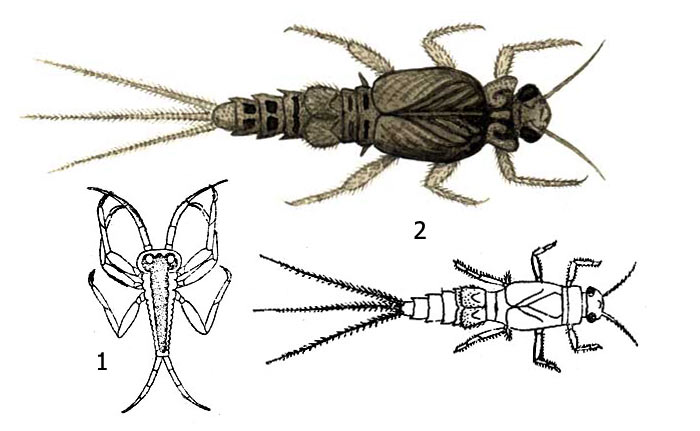 Личинки подёнки ценис (Caenis sp.): 1 - личиночка 1-й стадии (larvula), 2 - личинки поздних стадий (нимфы)