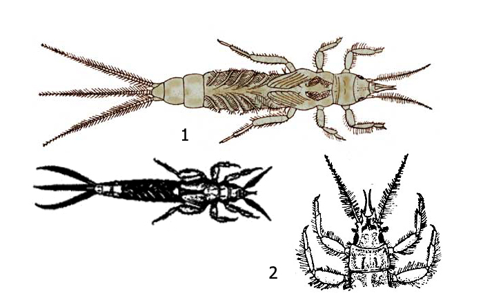 Личинки обыкновенной подёнки (Ephemera vulgata): 1 - взрослые личинки, 2 - голова и грудь личинки Ephemera sp.