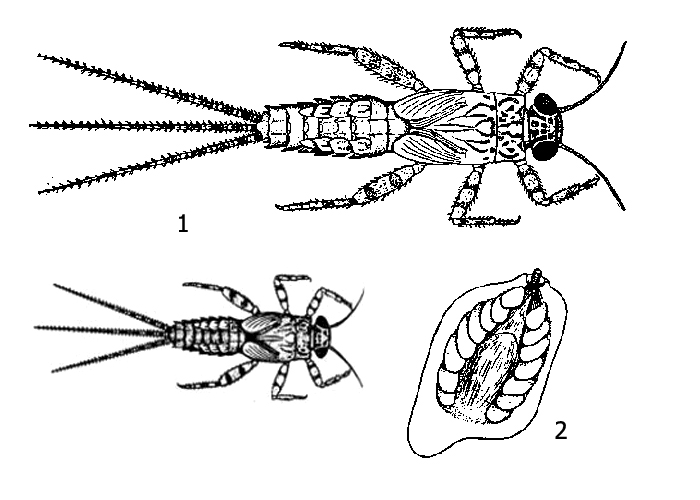 Личинки красновато-коричневой подёнки (Ephemerella ignita, или Seratella ignita): 1 - взрослые личинки, 2 - трахейная жабра
