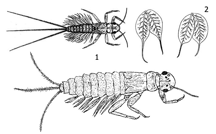 Личинки подёнки рода Leptophlebia: 1 - личинка и трахейная жабра Leptophlebia vespertina, 2 - трахейная жабра личинки Leptophlebia marginata