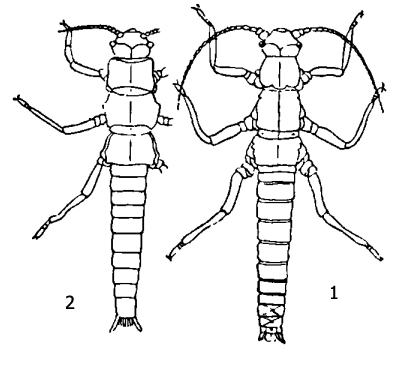 Южноамериканская веснянка Megandiperla (1) и ее наземная личинка (2)