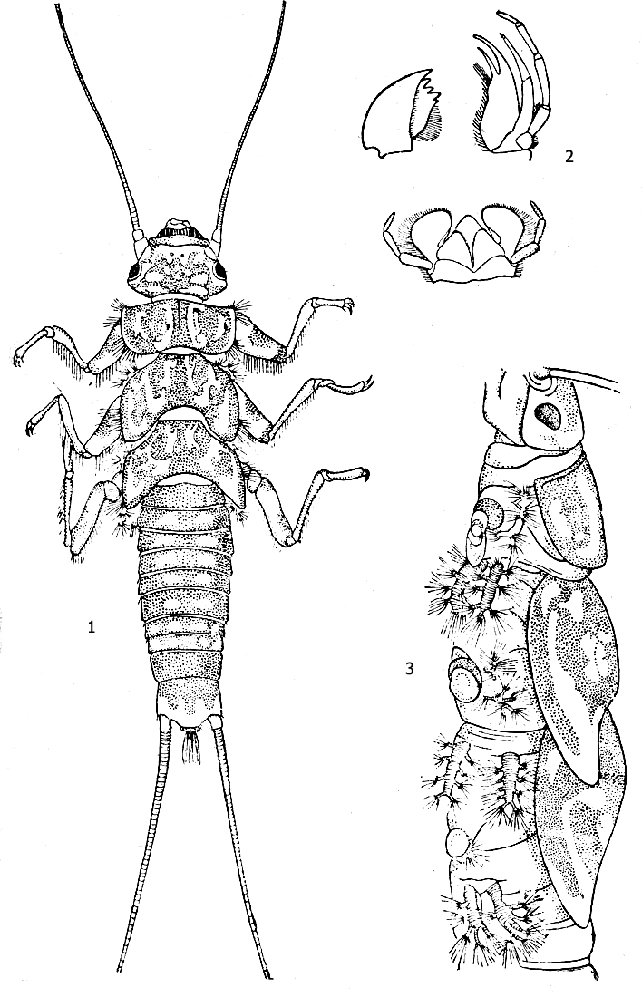 Веснянка Perla abdominalis: 1 - нимфа 23-й стадии, 2 - ротовые органы: жвала, нижняя челюсть и нижняя губа, 3 - трахейные жабры взрослой нимфы