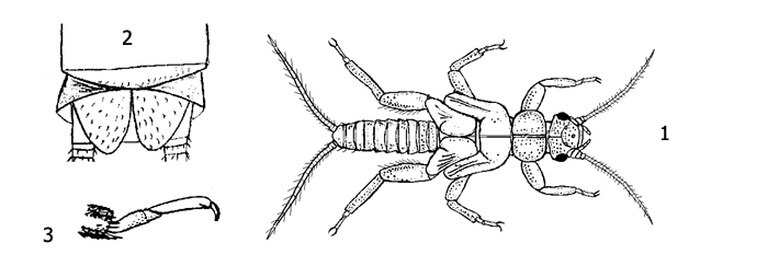 Личинка веснянки рода Nemoura: 1 - внешний вид, 2 - конец брюшка, 3 - лапка задней ноги