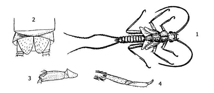 Личинка (нимфа) немуреллы обыкновенной (Nemurella pictetii): 1 - внешний вид личинки, 2 - конец брюшка, 3 - бедро задней ноги, 4 - лапка задней ноги