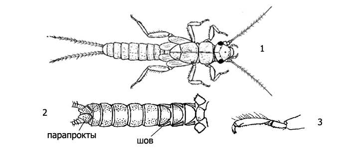 Личинка веснянки рода Leuctra: 1 - внешний вид, 2 - брюшко снизу, 3 - лапка задней ноги