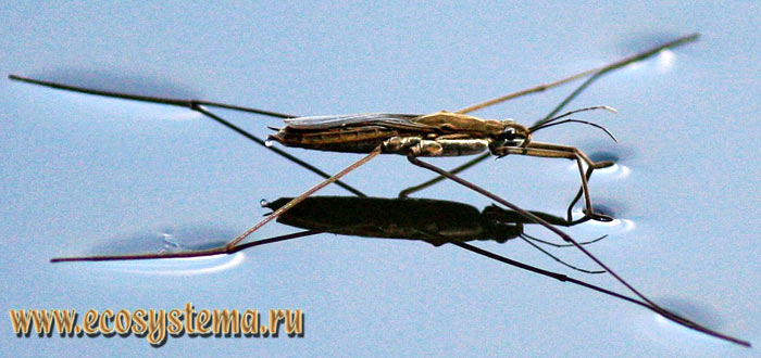 Водомерка прудовая, или обыкновенная (Gerris lacustris), имаго