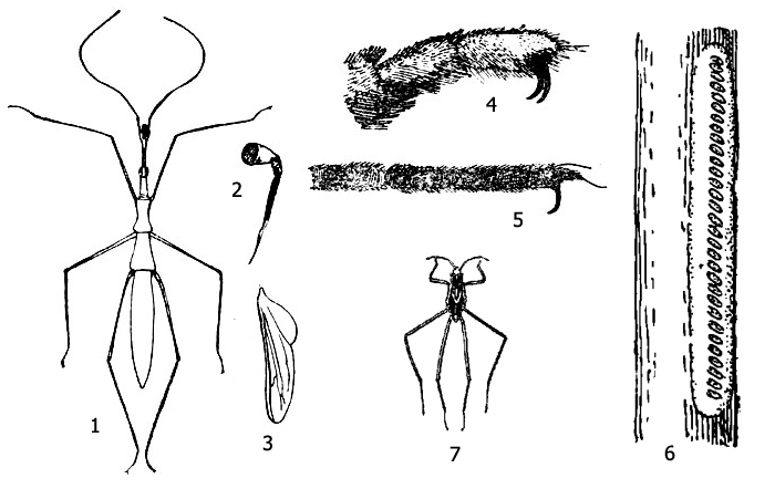 Водомерка палочковидная, или изящная (Hydrometra gracilenta): 1 - внешний вид имаго, 2 - хоботок, 3 - крыло, 4 - лапка передней ноги, 5 - лапка средней ноги, 6 - кладка яиц на стеблей растения, 7 - личинка