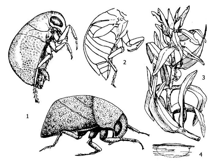 Гладыш-крошка (Plea minutissima): 1 - внешний вид имаго, 2 - второе крыло, 3 - самка плеи и отложенные ею яйца на веточке элодеи, 4 - яйцо в ткани растения