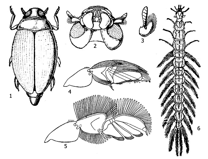 Вертячка (род Gyrinus): 1 - вертячка дневная (Gyrinus marinus), имаго, 2 - голова вертячки снизу, 3 - усик вертячки, 4, 5 - задняя нога в двух фазах плавания: 4 - при движении вперед, 5 - при движении назад, 6 - личинка