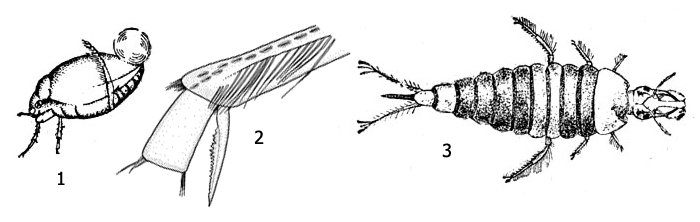 Пузанчик Hyphydrus: 1 - внешний вид имаго с пузырьком воздуха на брюшке, 2 - лапка передней ноги, 3 - личинка пузанчика