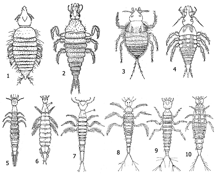Личинки жуков семейства Плавунцов (Dytiscidae): 1 - влагожук, 2 - пузанчик, 3 - высотник, 4 - речник, 5 - скоморох, 6 - полоскун, 7 - болотник, 8 - лужник, 9 - гребец, 10 - тинник