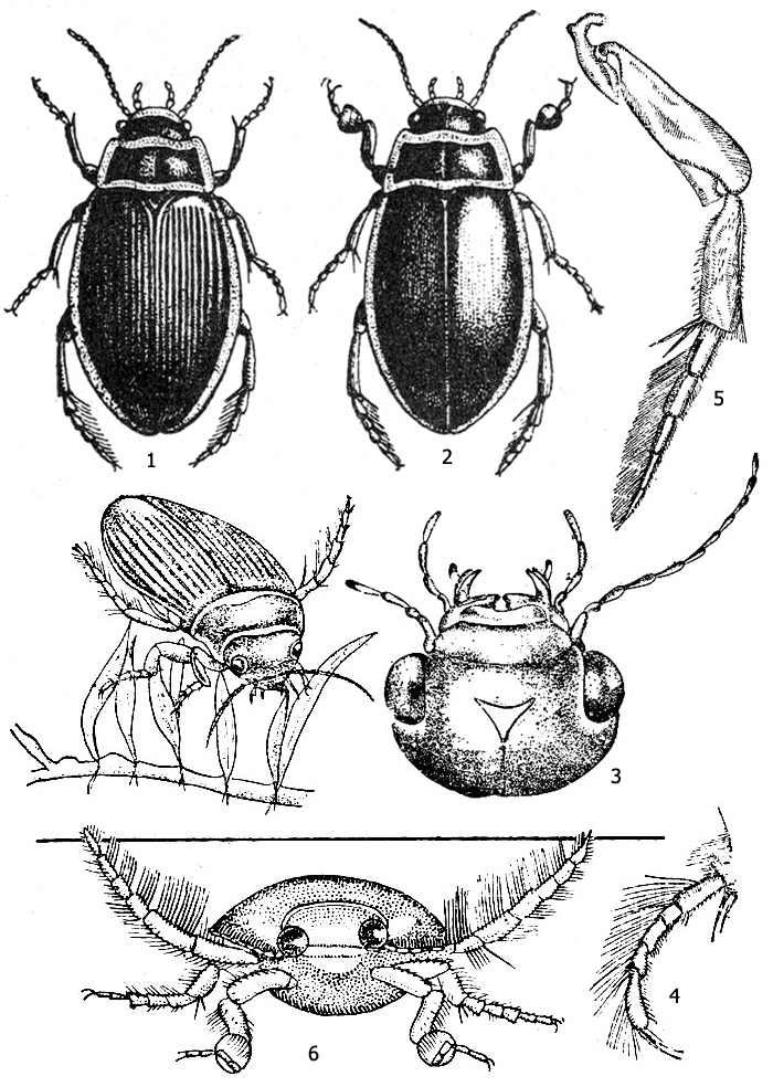 Плавунец окаймленный (Dytiscus marginalis): 1 - самка, 2 - самец, 3 - голова сверху, 4 - лапка передней ноги самки, 5 - нога третьей пары, 6 - поза плавания