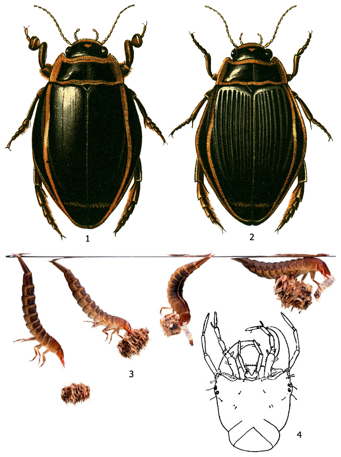 Рис. 1. Плавунец широкий (Dytiscus latissimus): 1 - самец, 2 - самка, 3 - процесс поедания ручейника, 4 - голова молодой личинки