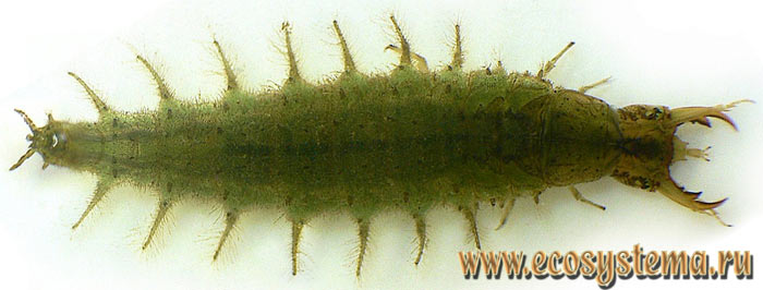 Фото 2. Личинка малого водолюба (Hydrochara caraboides)