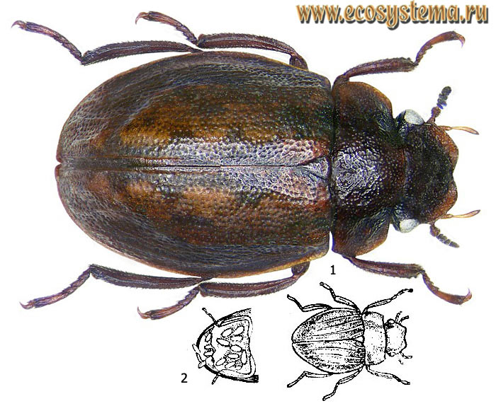 Фото 1. Сперхеус (Spercheus emarginatus), имаго: 1 - внешний вид жука, 2 - брюшко самки с яйцевой кладкой