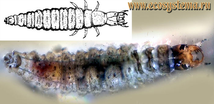 Фото 2. Личинка водожука (Hydrobius fuscipes)
