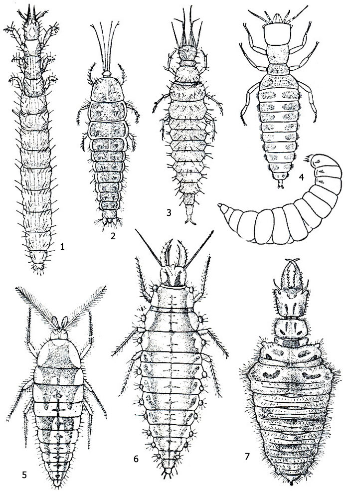 Рис. 1. Личинки сетчатокрылых: 1 - Dilar turcicus, 2 - Sisyra fuscata, 3 - Osmylus chrysops, 4 - Mantispa styriaca (cлева - первого возраста, справа - старшего возраста), 5 - Conwentzia psociformis, 6 - Chrysopa vilgaris, 7 - Myrmeleo sp.