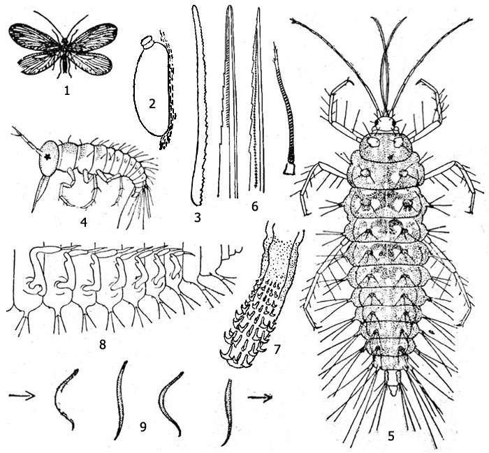 Рис. 1. Сизира (Sisyra fuscata): 1 - имаго, 2 - яйцо, 3 - разрыватель яйца, 4 - личинка 1-й стадии, 5 - личинка 3-й стадии, 6 - антенна (справа), концы жвал и максилл (слева), 7 - анальные крючки личинки, 8 - жабры, 9 - схема плавательных движений личинки