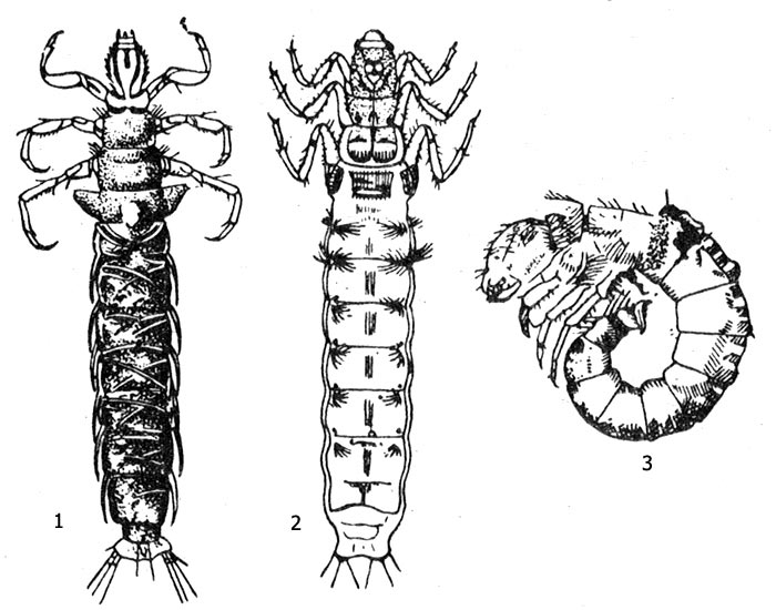 Рис. 5. Личинки ручейников, вынутые из чехликов: 1- Phryganea, 2 - Odontocerum alblcorne, 3 - Helicopsyche sperata