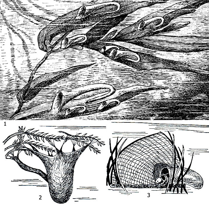 Рис. 7. Ловчие сети личинок ручейников: 1 - ловчие трубы нейреклипса (Neureclipsis), 2 - ловчий мешок плектрокнемии (Plectrocnemia conspersa), 3 - ловчая камера гидропсихе (Hydropsyche)