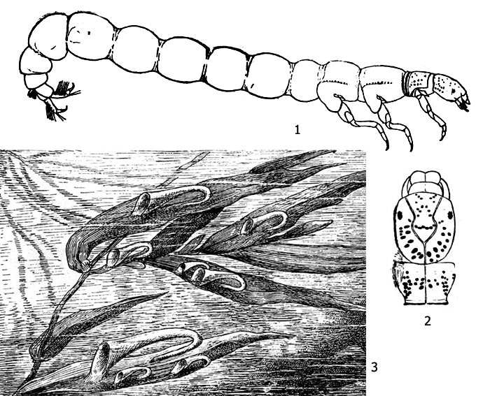 Рис. 1. Личинка нейреклипса (Neureclipsis bimaculata): 1 - внешний вид, 2 - голова и переднеспинка, 3 - ловчие трубы