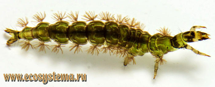 Фото 2. Личинка риакофила (Rhyacophila sp.)