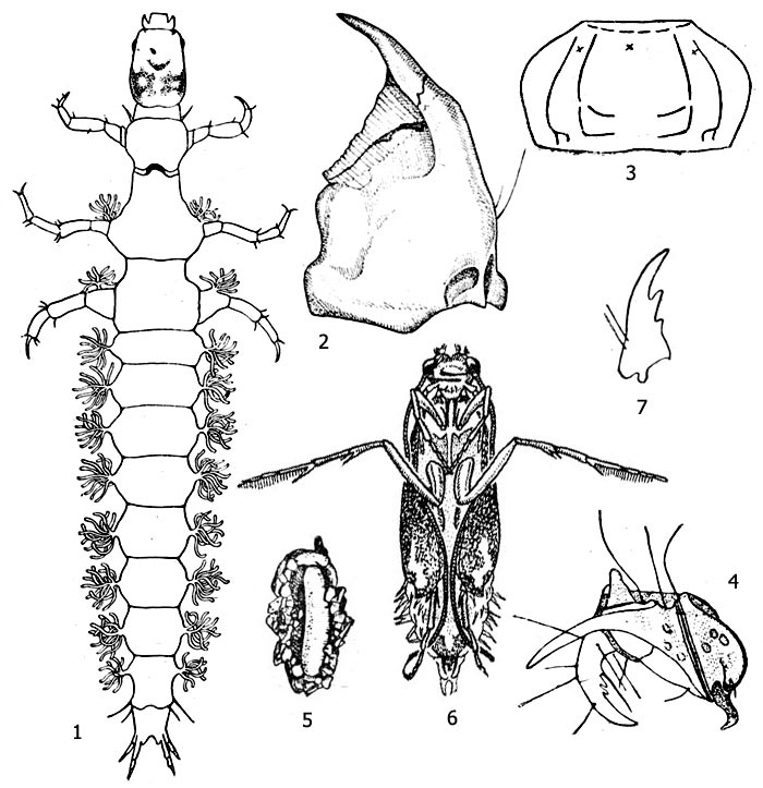 Рис. 1. Риакофила (Rhyacophila sp.): 1 - личинка, 2 - жвала личинки, 3 - положение дыхательных полей на брюшном сегменте личинки, 4 - прицепки личинки, 5 - куколка в домике, 6 - плывущая куколка, 7 - жвала куколки