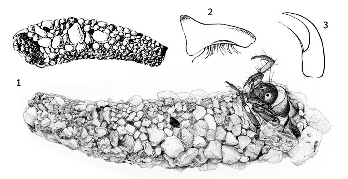 Рис. 1. Личинка апатании (Apatania sp.): 1 - домики из песка, 2 - жвала, 3 - коготок ноги