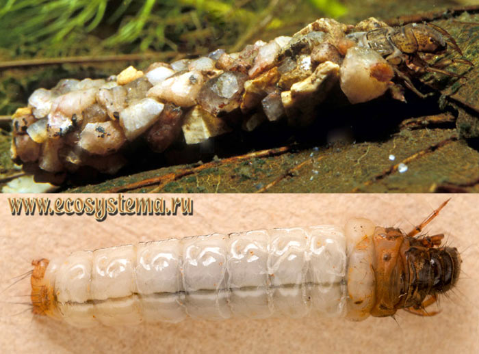 Фото 2. Личинка cтенофила (Stenophylax sp.) - в домике (вверху) и вытащенная из домика (внизу)
