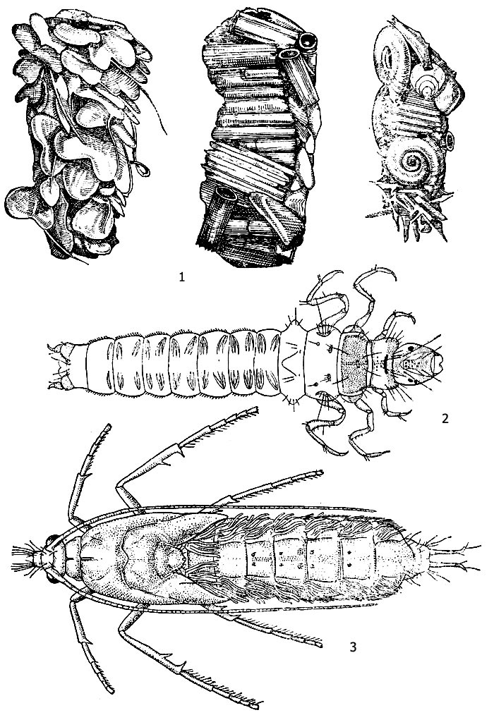 Рис. 1. Личинки и куколка лимнофила (Limnephilus sp.): 1 - виды домиков, 2 - личинка Limnephilus flavicornis, 3 - куколка