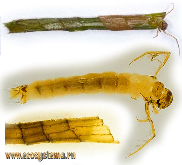 Фото 2. Домики и личинка триенодес (Triaenodes sp.)