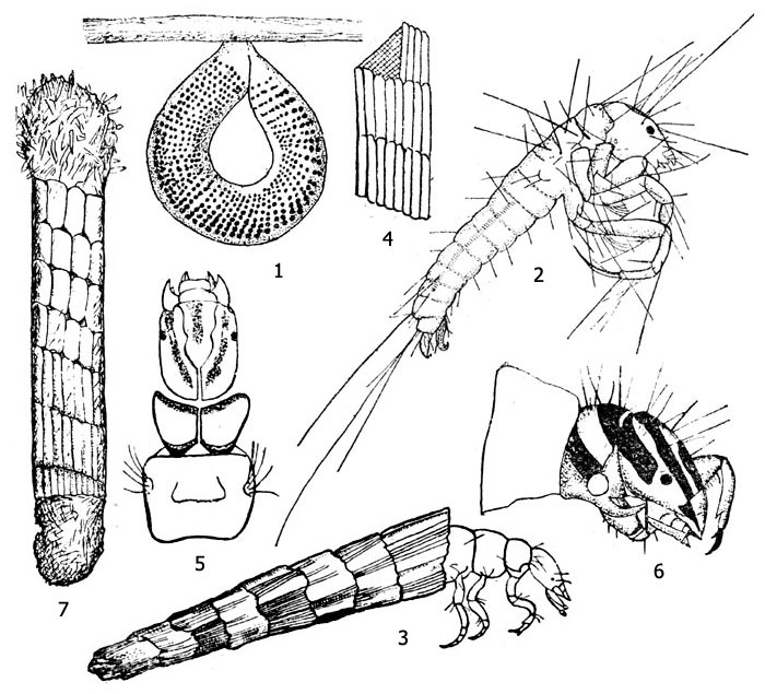 Рис. 1. Фриганеа (Phryganea sp.): 1 - яйцевая кладка, 2 - личиночка, 3 - личинка в домике, 4 - надстройка домика, 5 - голова, переднеспинка и среднеспинка личинки (вид сверху), 6 - голова и переднеспинка личинки (вид сбоку), 7 - домик куколки