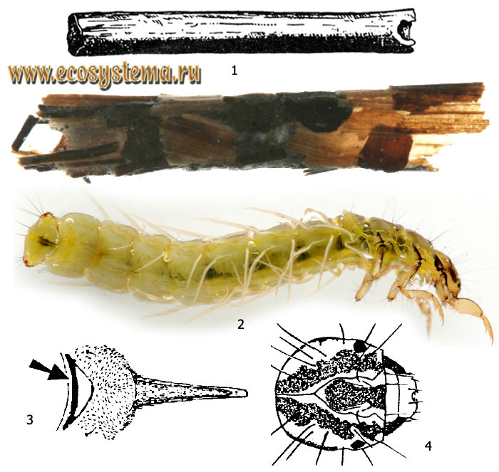 Рис. 1. Личинка агрипнии (Agrypnia sp.): 1 - домики, 2 - обнаженная личинка, 3 - переднегрудь снизу (щиток показан стрелкой), 4 - голова сверху