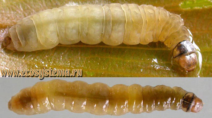 Фото 3. Личинки кувшинковой огнёвки (Elophila nymphaeata), вытащенные из чехлика 