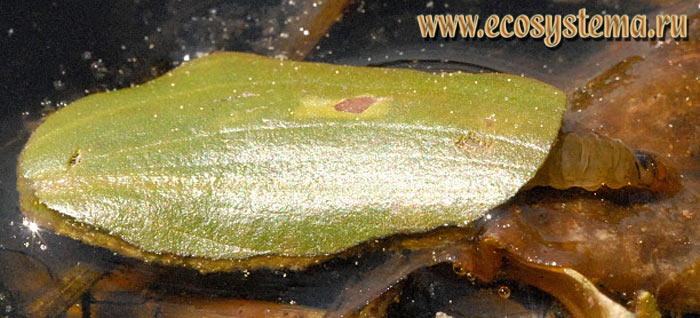 Фото 2. Личинка кувшинковой огнёвки (Elophila nymphaeata) в домике-чехлике из листа