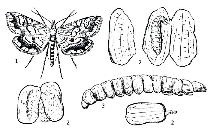 Рис. 1. Кувшинковая огнёвка (Elophila nymphaeata): 1 - имаго, 2 - чехлики из кусков листа кувшинки и раскрытый чехлик, в котором видна гусеница, 3 - гусеница