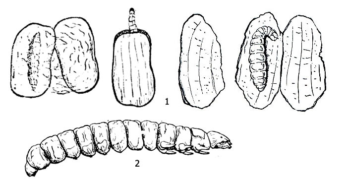 Рис. 1. Прудовая огнёвка (Nymphula nitidulata): 1 - чехлики из кусков листа кувшинки и раскрытый чехлик, в котором видна гусеница, 2 - гусеница