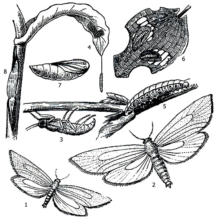 Рис. 1. Огнёвка подводная (Acentria ephemerella): 1 - самец имаго, 2 - самка имаго, крылатая форма, 3 - самка имаго, бескрылая форма, 4 - кладка яиц и молодая личинка, 5 - взрослая личинка, 6 - молодые личинки, минирующие лист, 7 - куколка, 8 - прикрепленная куколка