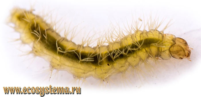 Фото 2. Личинка (гусеница) телорезной огневки (Parapoynx sp.)