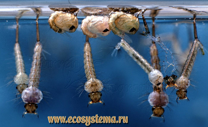 Фото 2. Личинки и куколки комара-пискуна (Culex pipiens)