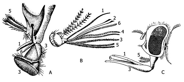 Рис. 1. Ротовые части двукрылых: А - комнатной мухи, B - мухи-жигалки, C - самки комара. 1 - верхняя губа, 2 - верхние челюсти, 3 - нижняя губа, 4 - нижние челюсти, 5 - нижнечелюстные щупики, 6 - подглоточник