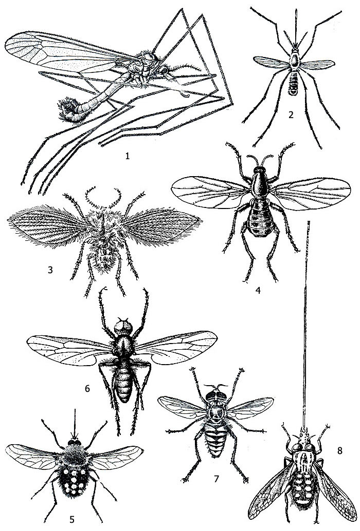 Рис. 2. Общий вид двукрылых: 1 - комар-долгоножка Tipula lunata, 2 - комар Megarrhinus christophi, 3 - бабочница Psychoda alternata, 4 - скатопсе Scatopse notata, 5 - жужжало Bombylius sticticus, 6 - толстоножка Bibio marci, 7 - журчалка Spilomyia digitata, 8 - длиннохоботница Megistorrhynchus longirostris