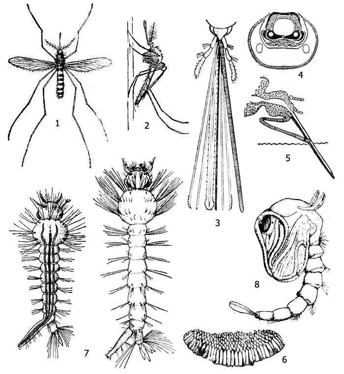 Рис. 1. Комар-пискун (род Culex): 1 - взрослая самка (имаго), 2 - положение при посадке, 3 - ротовые органы самки (справа налево) - верхняя губа (заштрихована), нижняя челюсть, жвала, подглоточник, нижняя губа, 4 - поперечный разрез через хоботок, 5 - хоботок в состоянии укола, 6 - яйцевая кладка, 7 - личинки, 8 - куколка