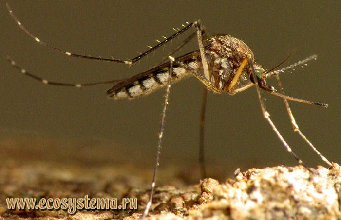 Фото 1. Комар-кусака (Aedes communis), имаго