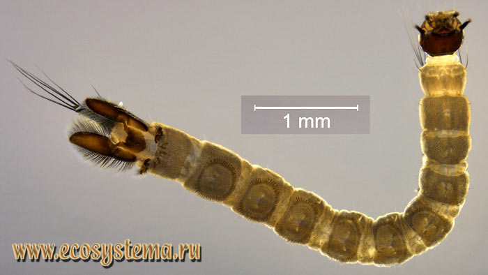 Фото 2. Личинка земноводного комара (семейство Dixidae)