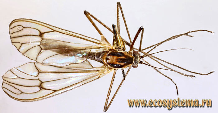 Фото 1. Земноводный комар Dixa dilatata, имаго, самка