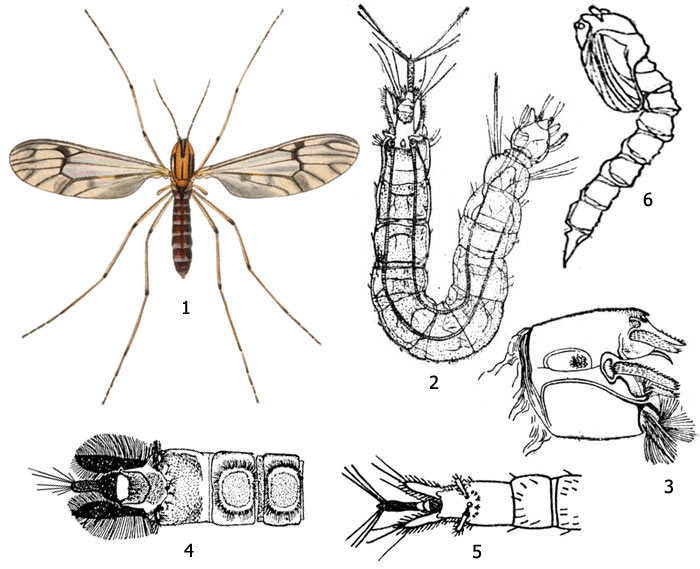 Рис. 1. Земноводные комары: 1 - Dixa nebulosa, имаго, 2 - личинка, 3 - голова личинки, 4 - конец брюшка личинки рода Dixa, 5 - конец брюшка личинки рода Dexella, 6 - куколка