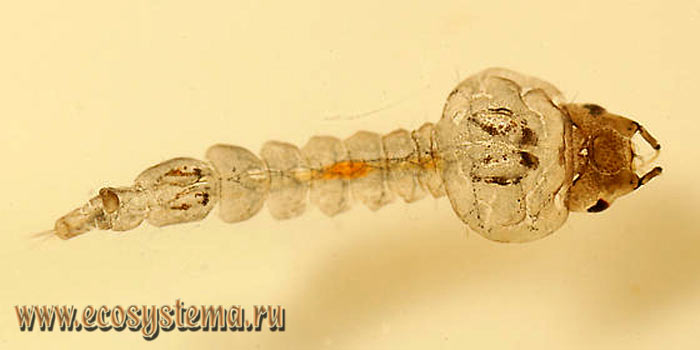 Фото 2. Личинка мохлоникс (род Mochlonyx)