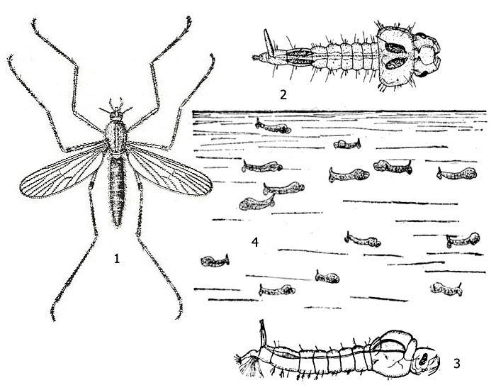 Рис. 1. Мохлоникс (род Mochlonyx): 1 - имаго, 2 - личинка, вид сверху, 3 - личинка, вид сбоку, 4 - личинки в толще воды